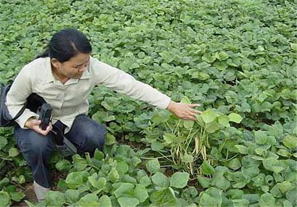 赤豆的栽培技术要点，这些方法和技巧，一起来学习一下