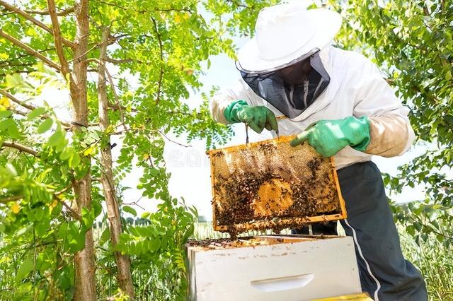 蜜蜂健康养殖技术要点