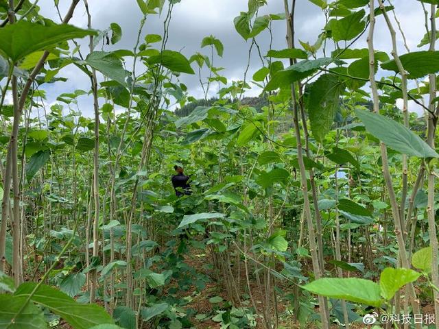 大山深处 一个“桑蚕小镇”是如何破茧而出的？