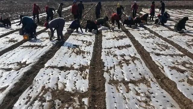 生地大户是这样种生地的