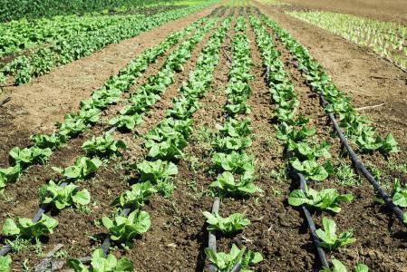 生菜的生物特性及高效种植方法