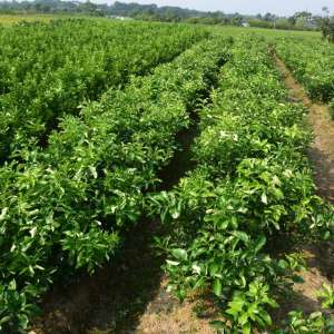 蜜柚种植技术(惠东县红肉蜜柚高效栽培关键技术)