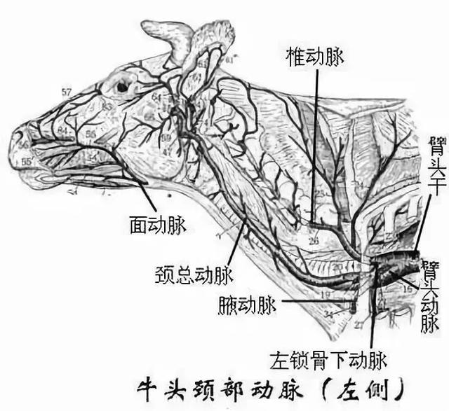 养羊新手不会打针？图文指导