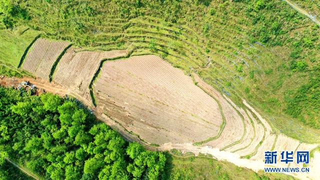 广西河池宜州区：瑶乡牧草变“金草”