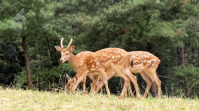 梅花鹿也跑上街头“上分”了？网友：还没拴绳