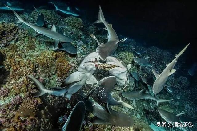 淡水鲨鱼生物学特性和科学的人工养殖技术