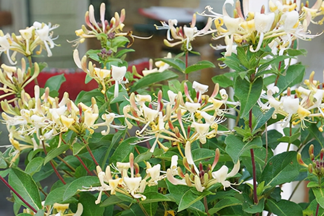 盆栽一棵金银花开花20年，掌握6个养护秘诀，新手小白也能养活