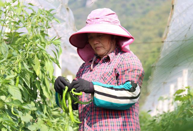 种什么？怎么种？卖给谁？“订单”模式成种植户“定心丸”