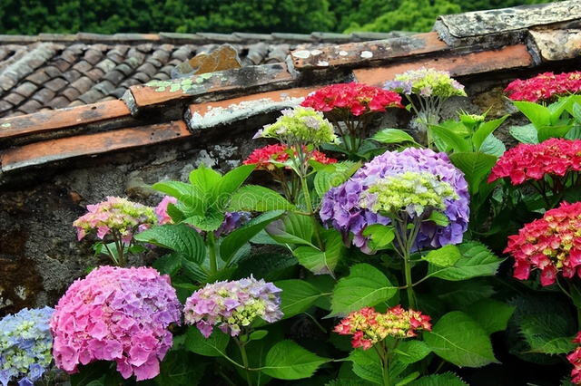 打造有格调的庭院花园，老花匠常养6种花，开花性好，高级感满满