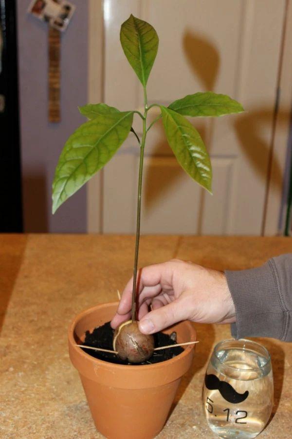 牛油果的果核插几根牙签，放窗台边用水杯就能养成清新盆栽