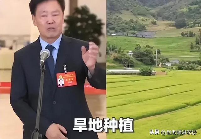 这一次，我支持朱院士！水稻上山很受农民欢迎，亩产788公斤属实