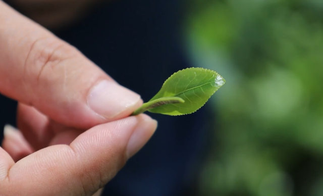 沂蒙雪尖：让一杯健康茶走进千家万户