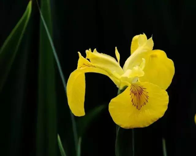 鸢尾花的养护管理