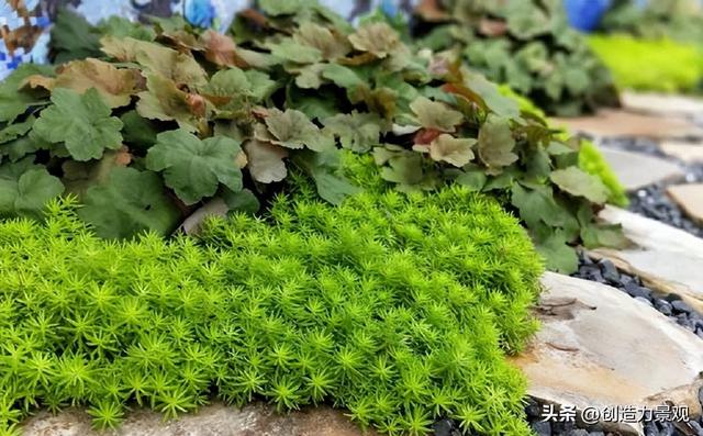 超漂亮的地被植物——佛甲草，春夏花园怎么能少得了它呢