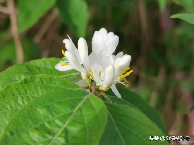 初夏花花世界之白色系的花