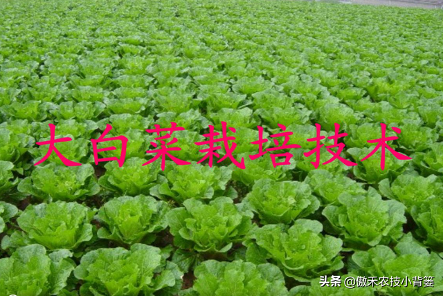 8月中旬大白菜播种正当时，这样种植大白菜才能高产又丰收