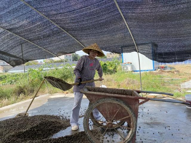 我的天呐！小蚂蝗竟然成了致富的“软黄金”