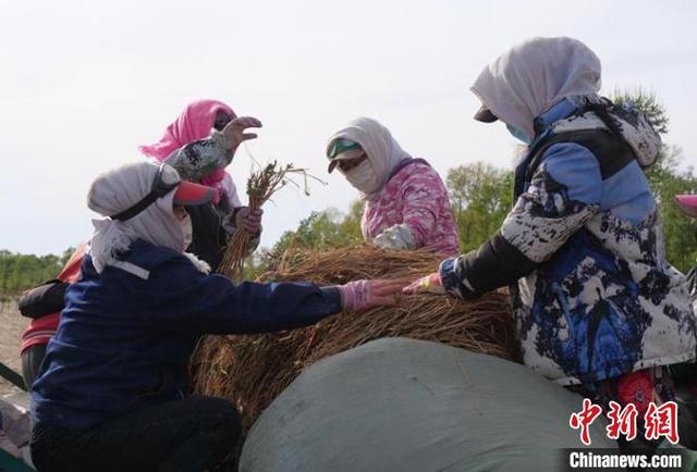 「十年@每一个奋斗的你」内蒙古开出黄芪“致富良方”“苦”尽甘来富一方百姓