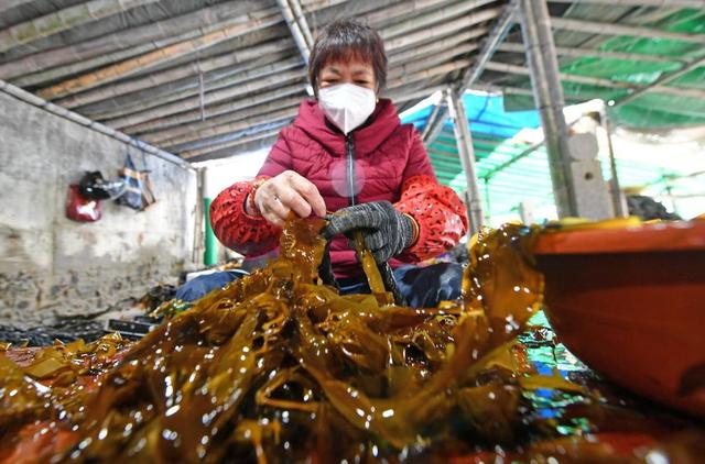 福建泉港：海带养殖 助增收