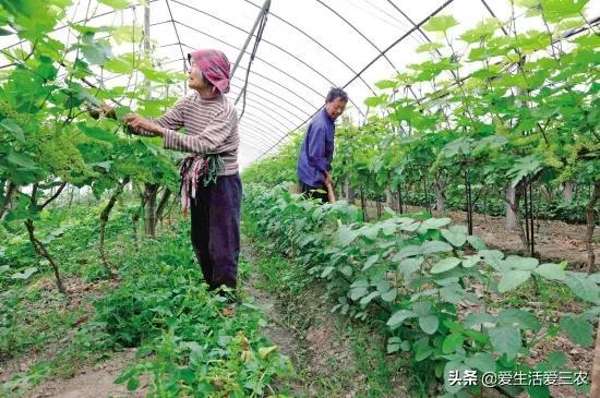 农村种植不赚钱？来试试这些新型特殊种植方式，发家致富很简单