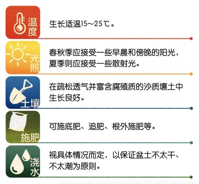 君子兰可不仅是装点客厅，更是家庭“氧吧”，收藏五要素年年花开