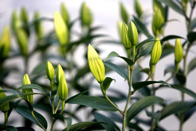 美得不得了！江宁这个社区藏着全市最大百合花种植基地