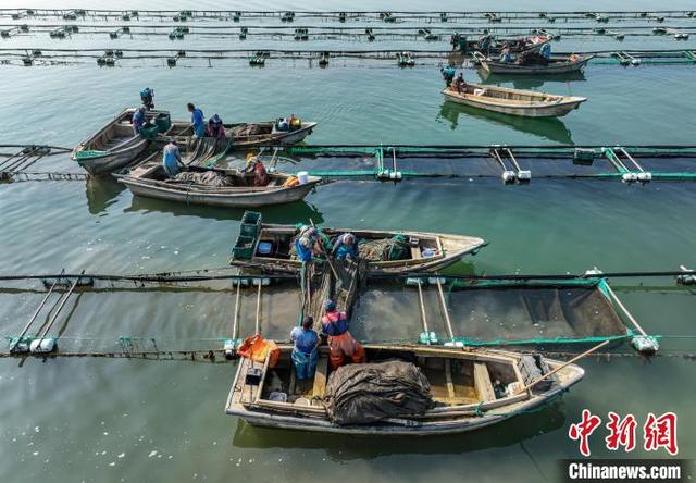 山东荣成：海参苗收获忙