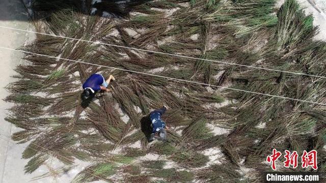 青蒿易种“钱景”好 成湖南双峰农民脱贫“致富草”