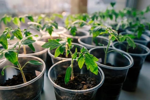 春暖后播种培育观赏植物，这几个技巧掌握后，种子发芽率特高