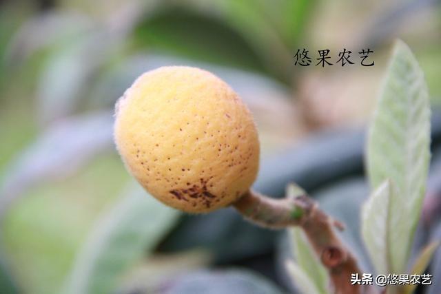 2019年浙江大棚枇杷种植又受伤了，大棚枇杷种植难在何处？