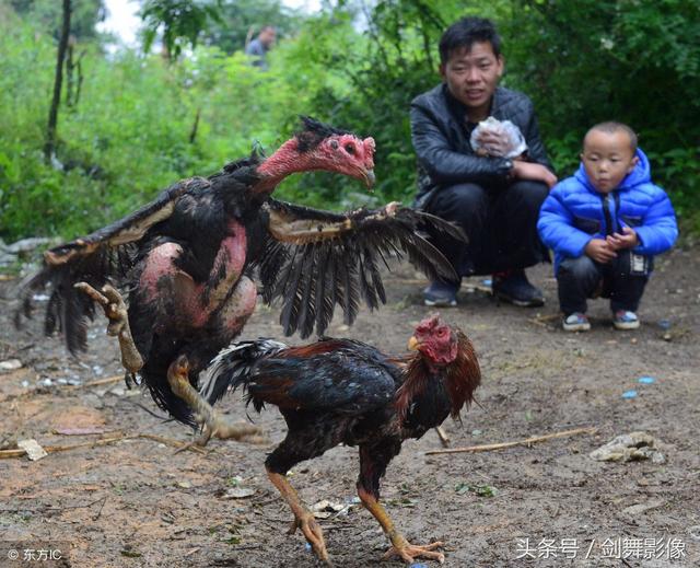 贵阳：斗鸡“美容师”这个职业，你听说过吗？