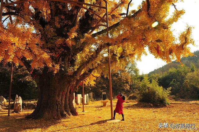 中国最美十大银杏风景观赏地，秋季看银杏叶的地方，你去过几个？