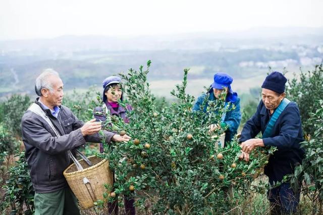 刘成白手起家种植油茶果，年收入破五千万元，带领村民共同创收