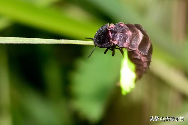 你想养殖萤火虫吗？这里教你养殖时的3个关键点