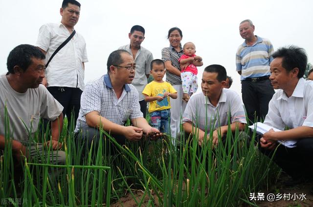 大葱怎么施肥产量高？了解需肥规律科学施肥，发挥大葱增产潜能