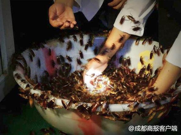 这里住着60亿只“小强” 每天吃掉10吨食物！年产值超10亿元