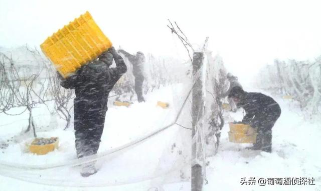 收藏 I 史上最全葡萄酒酿造过程详解