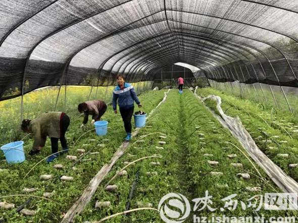 汉台区：小小羊肚菌 叩开致富门