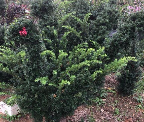 网红植物“红豆杉”，换个透气土，避免干尖黄叶，好好养，很珍贵