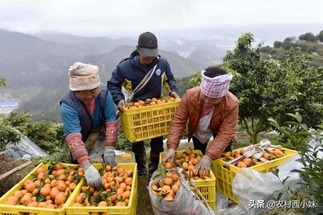 砂糖橘的种植要点 这一些要做好