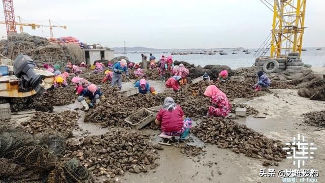 实地探访，大连“海上春耕”正忙