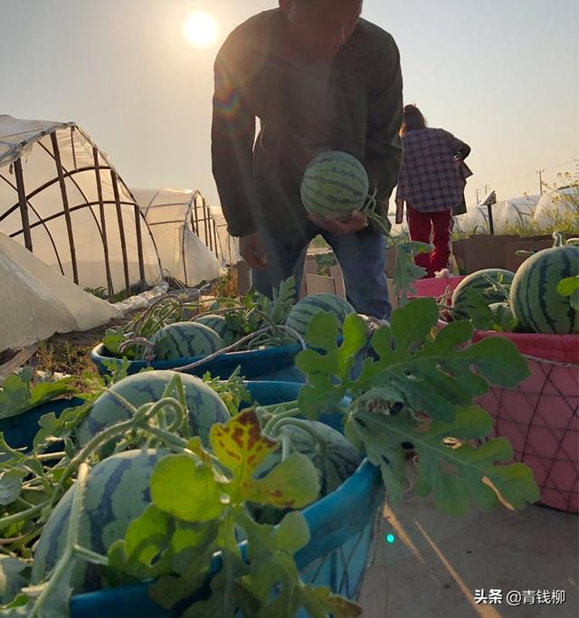 基金项目：塑料拱形大棚蔬菜立体高效栽培模式