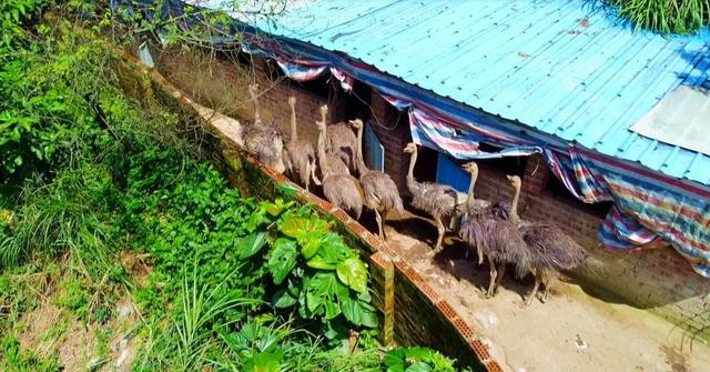 瓜果飘香肉牛壮兴宁区昆仑镇特色种养富乡村