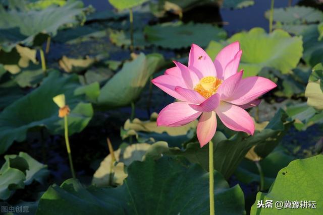 “无鳞变性鱼”营养又美味，水泥池便于养殖，管理重点不能少