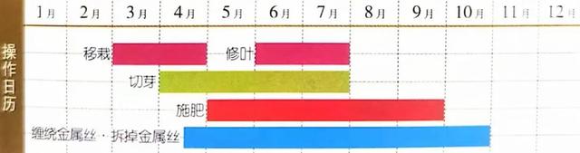 盆景造型魔术秀：4月带一株紫薇回家，3个月完成修剪造型