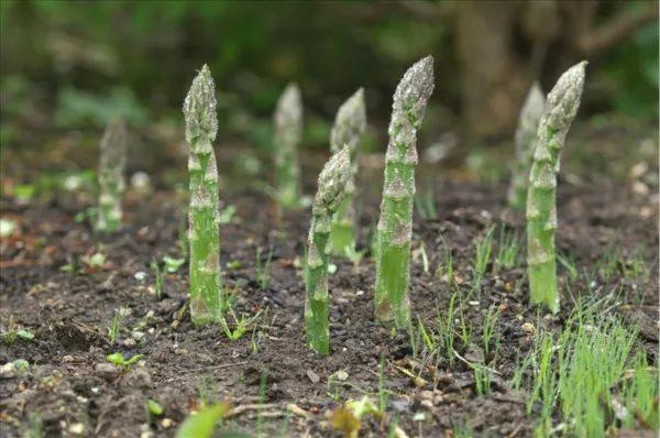 「实用技术」芦笋种植管理技术要点