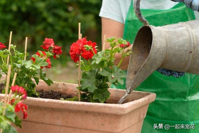 新手养花，学会浇水是“关键”，教你几招，学会了你也能轻松养花