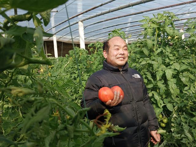 新春走基层｜河南虞城：发展有机蔬菜种植富了一方百姓