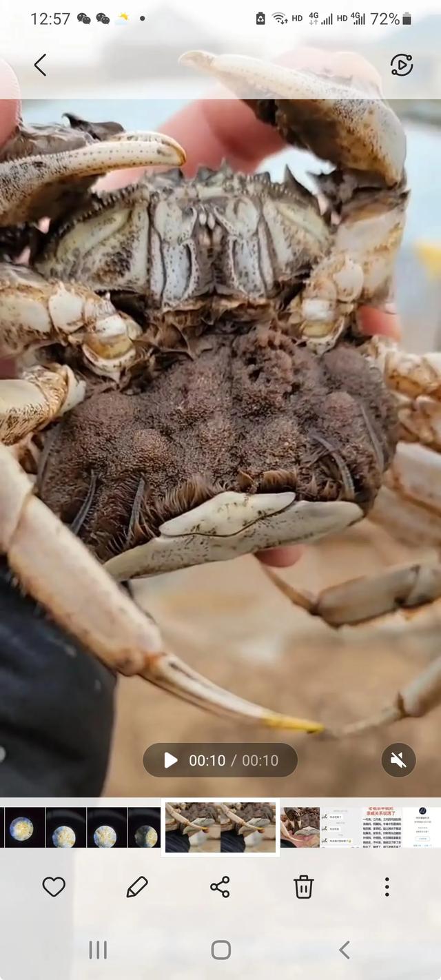 盐城金洋“苏海红”海蜇苗种独占全国鳌头