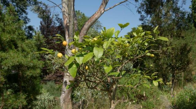 矮柠檬树的种植、生长和护理指南